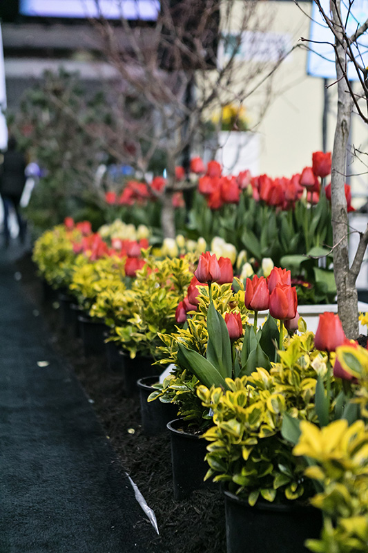 Flowers Flowers