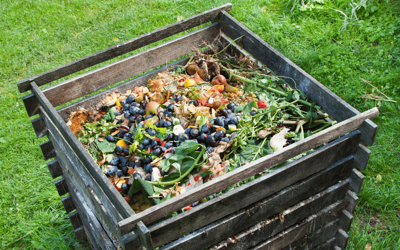 large outdoor compost pile inside wooden crate containing mostly food scraps, berries, onion skins on the grass