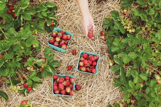 Straw Bale Garden & Strawberries