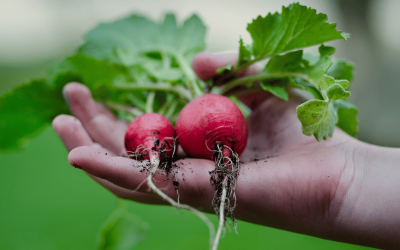Open hand holding radishes picked from garden outdoors