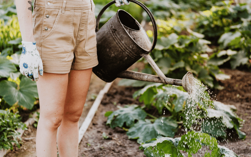 Torso of lady wearing khaki shorts standing in vegetable gardening with watering can watering green leafy vegetables wearing white and blue gardening gloves