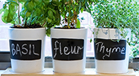 herbs herbs