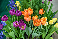 tulips tulips