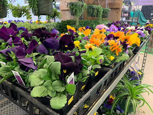 Pansies ready to plant at the Indiana Flower + Patio Show