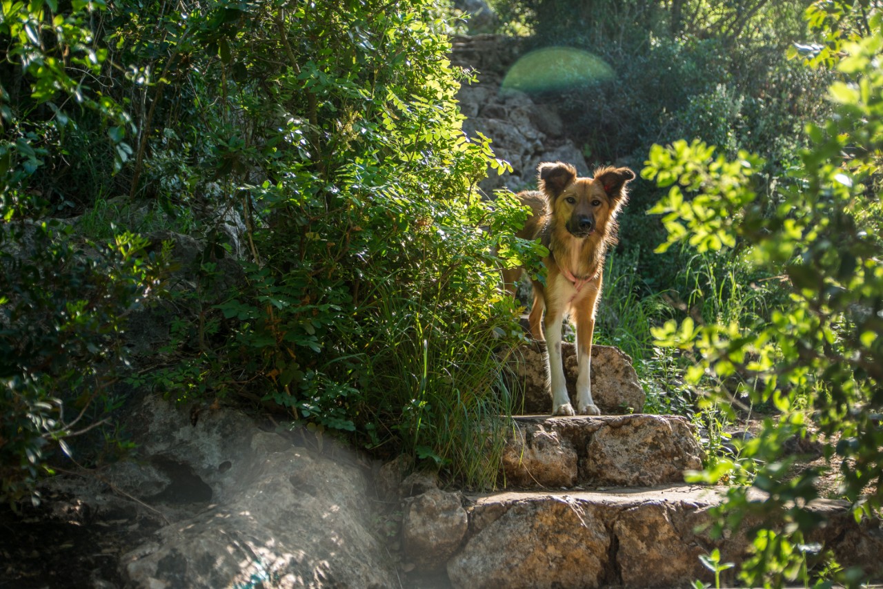 Canva - Dog At A Stairs sml