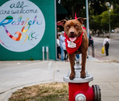 Adopt And Raise A Baby Or Pet Hack