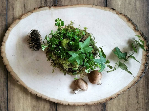 Always Sunny Design Kokedama Always Sunny Design Kokedama