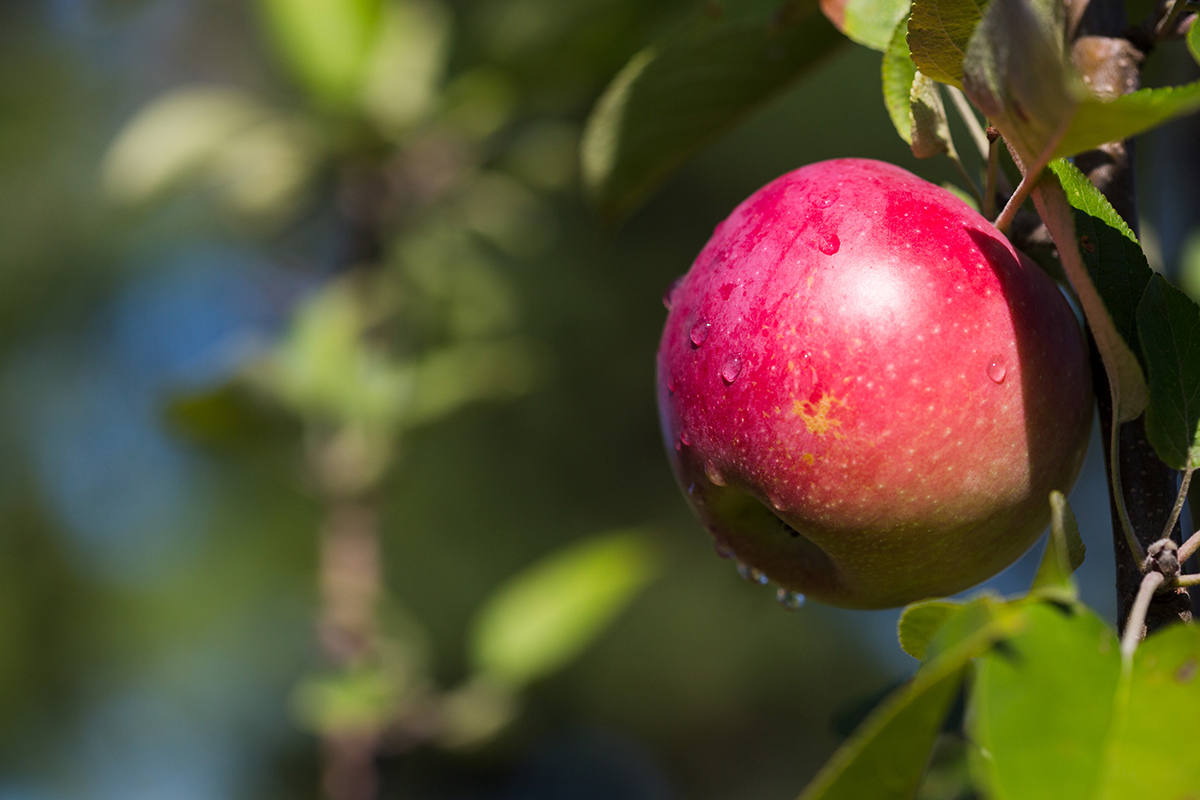 Apple Apple