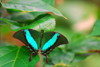 ButterflyImage_200 Butterfly