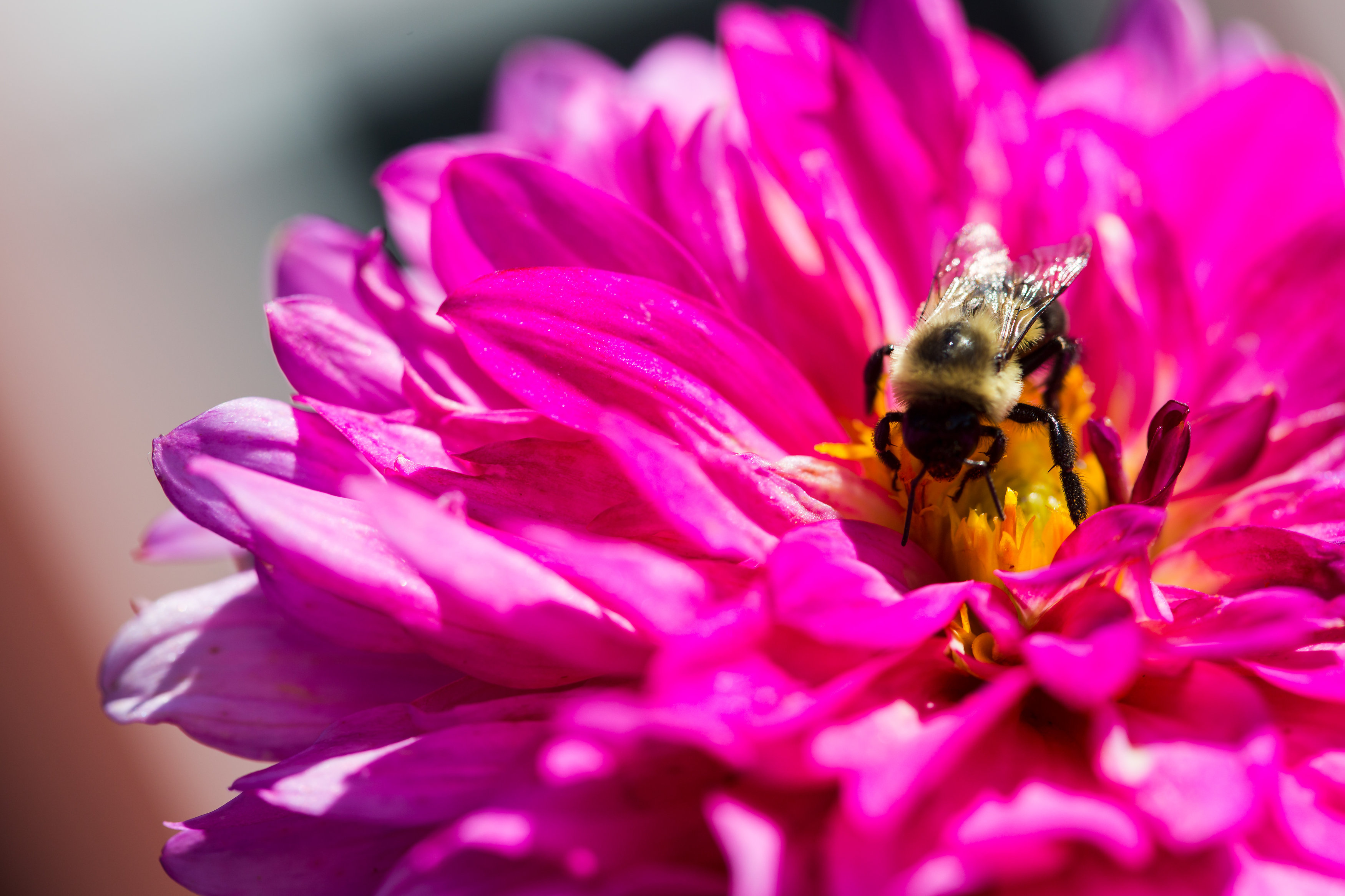 Flower Flower