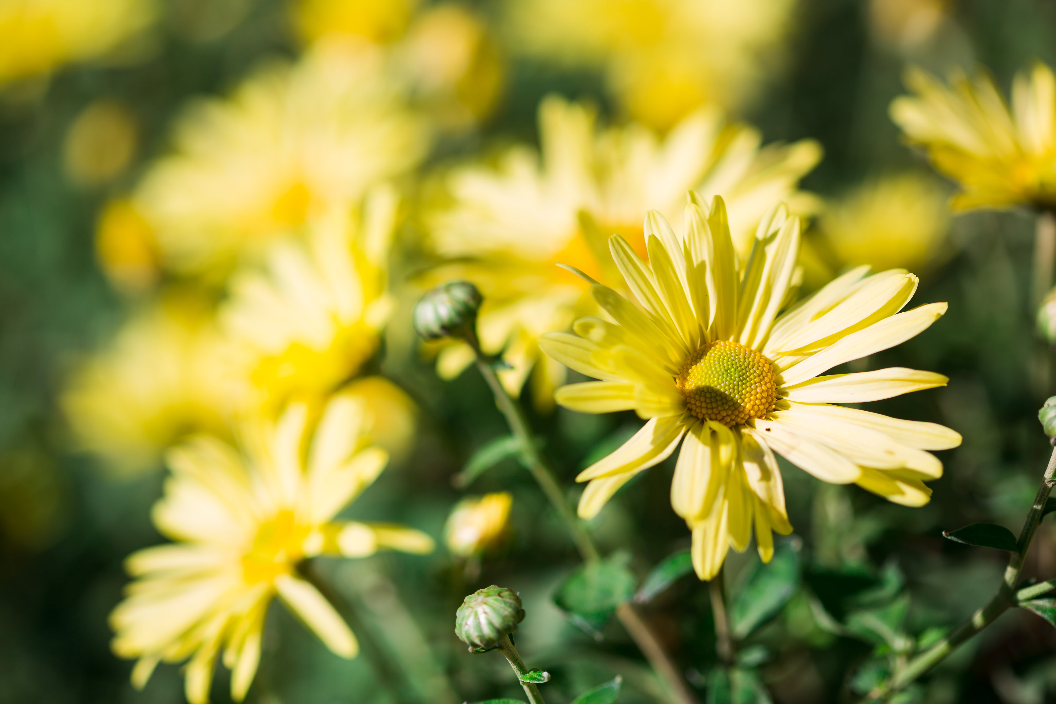 Flowers Flowers