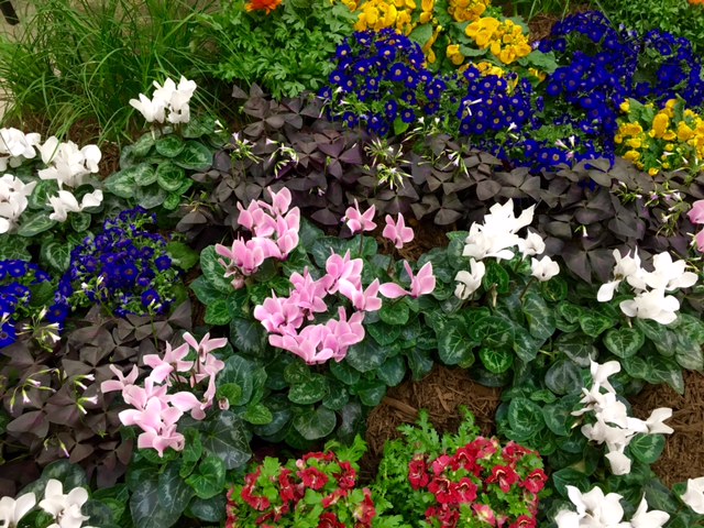 Flowers Flowers