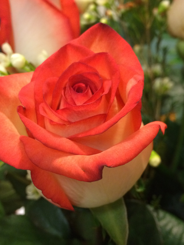 rose rose