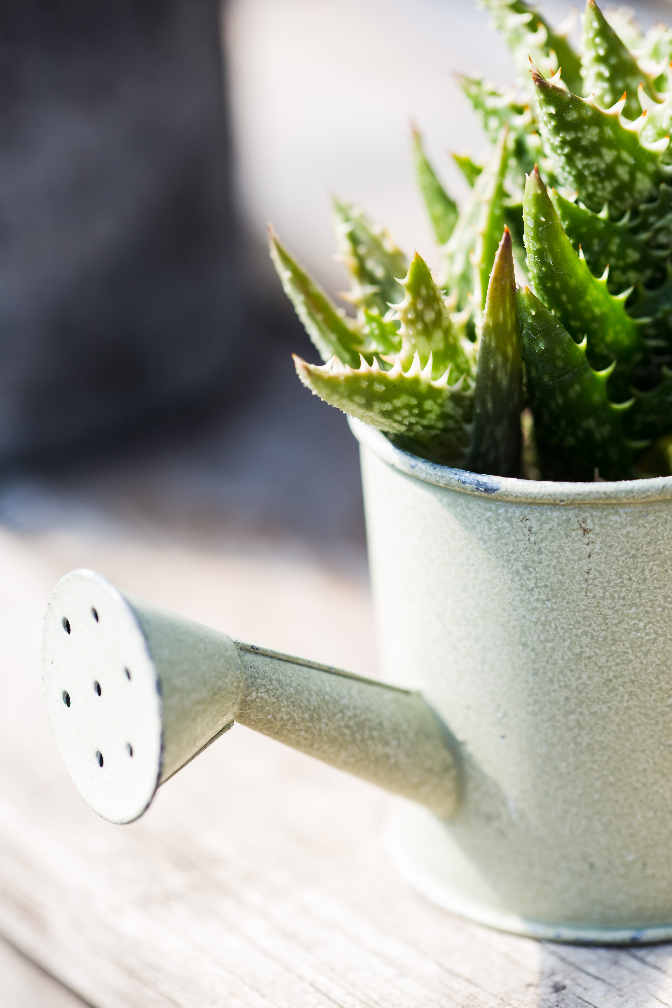 Succulent In A Watering Can