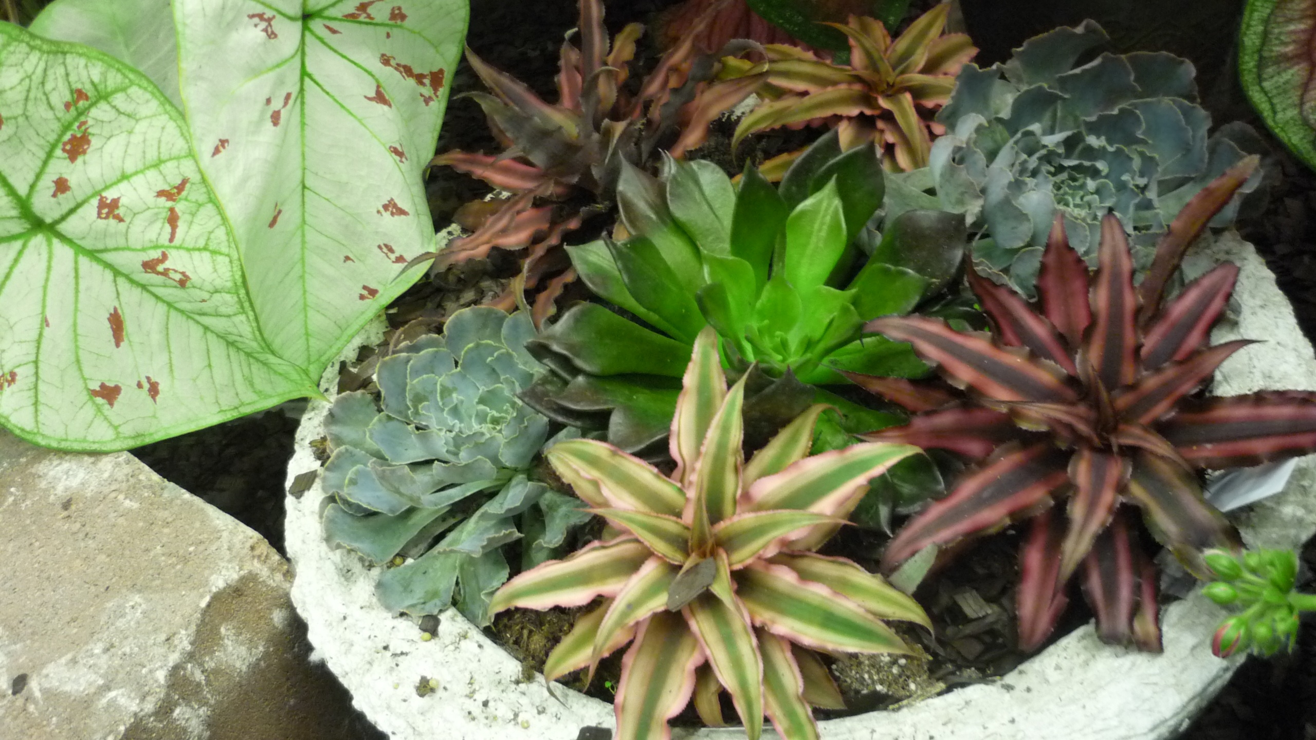 Succulents Succulents