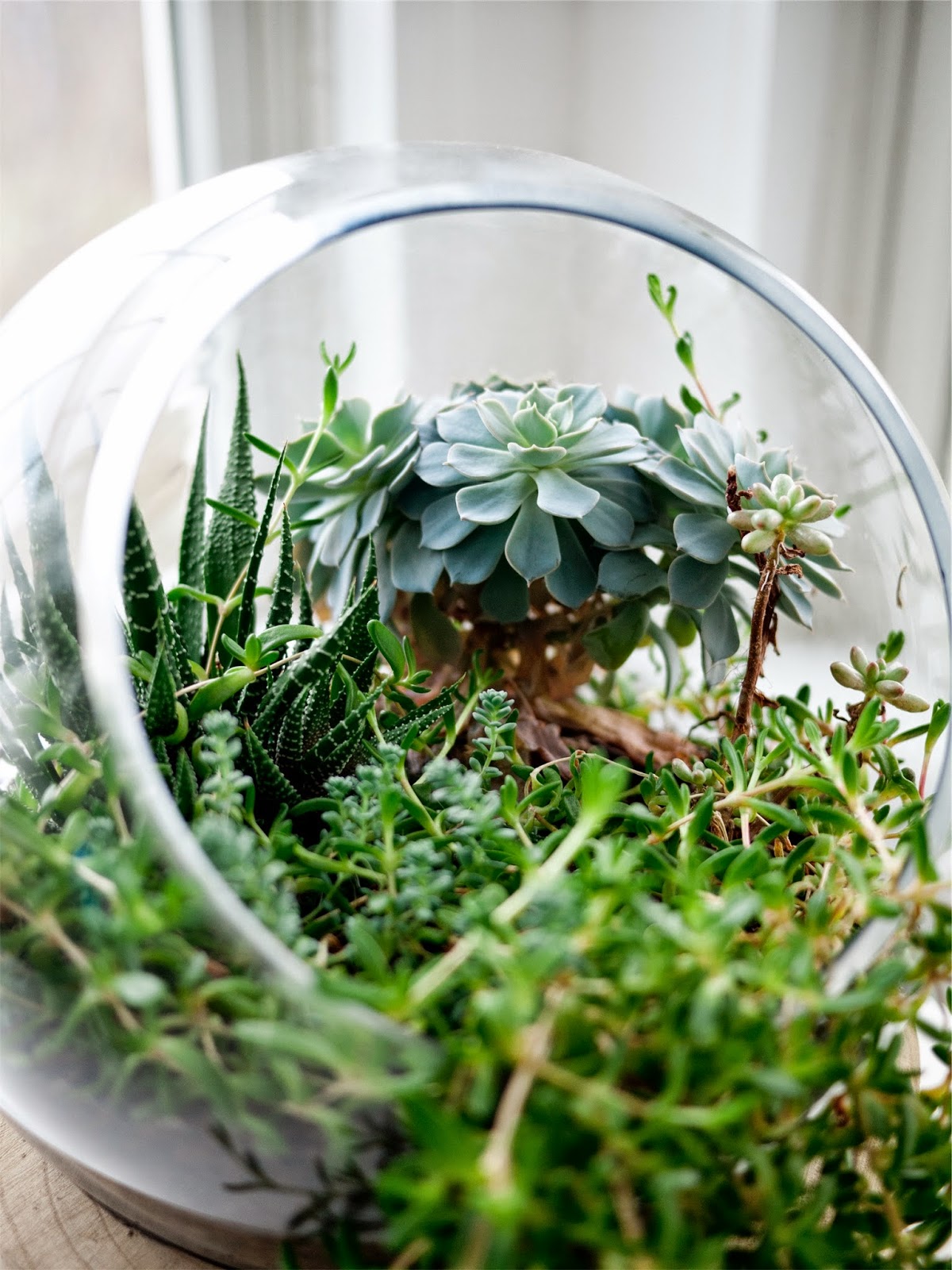 Terrarium Terrarium