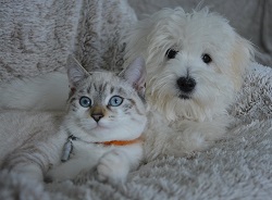 Canva - Cute Cat and Dog Canva - Cute Cat and Dog