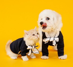 Canva - Cat and Dog in Costumes Canva - Cat and Dog in Costumes