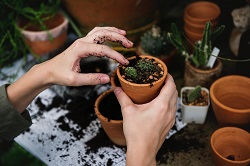 cacti-gardening-grow-707194 cacti-gardening-grow-707194